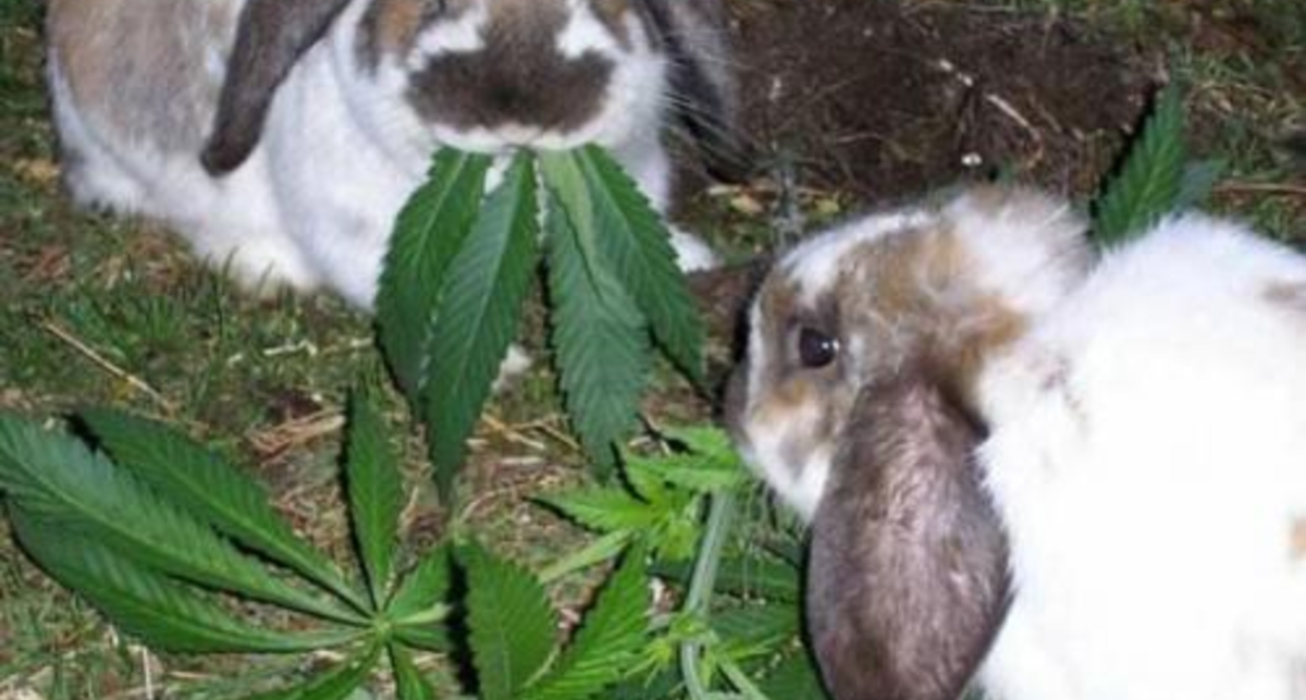 Кролики-наркоманы: последняя утеха старушки