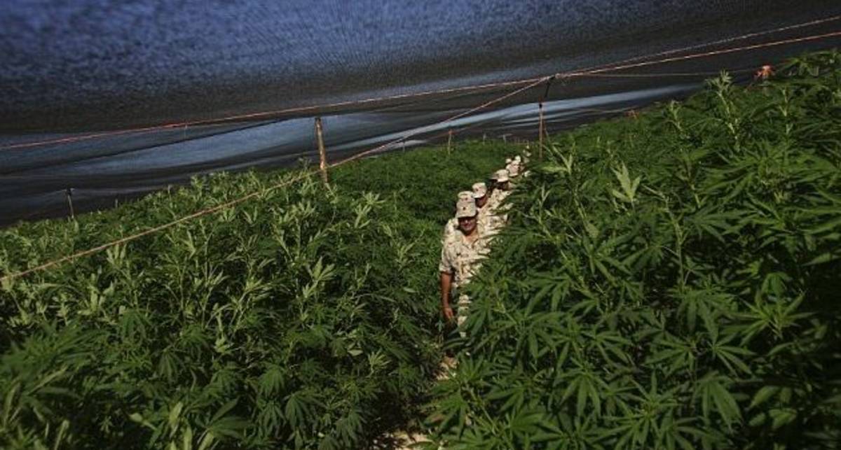 поле с марихуаной
