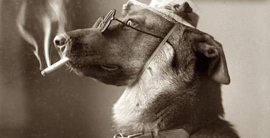 Твой косяк: отдай его псам!