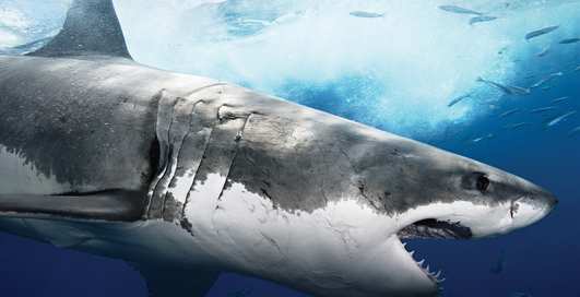 Бей в жабры: как отбиться от акулы