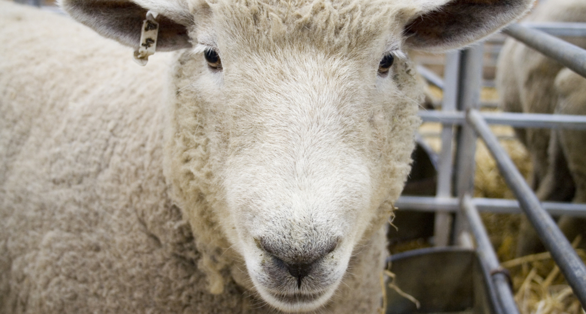 В тюрьму из-за овцы: жена послала на нары