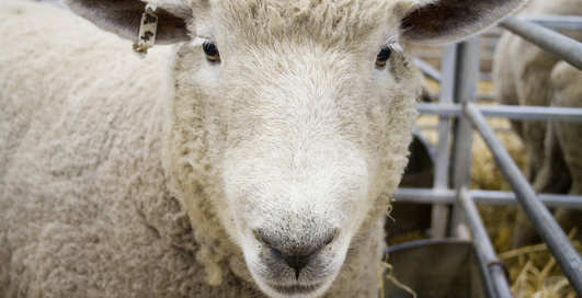 В тюрьму из-за овцы: жена послала на нары