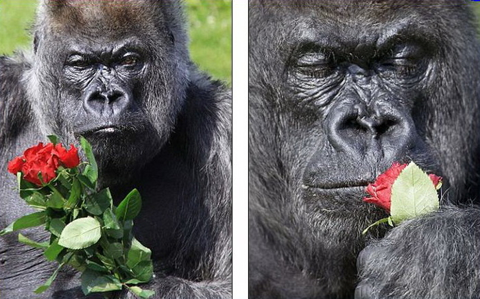 Оскорбление самца: букет для примата