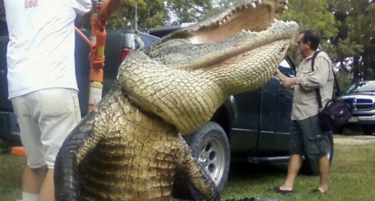 По-мужски: Крокодила поймали на блесну