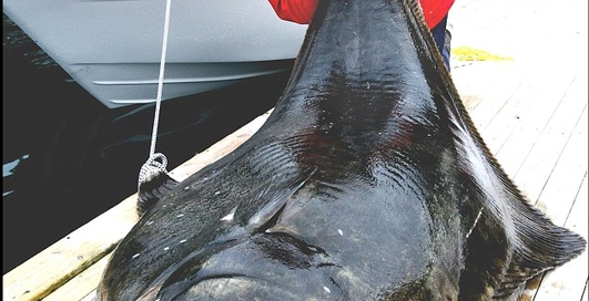 Крутая рыбалка: самый большой палтус в мире