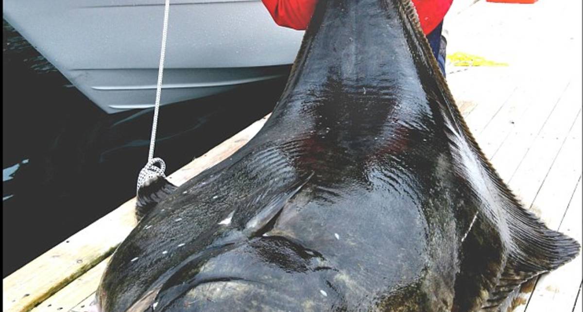 Крутая рыбалка: самый большой палтус в мире