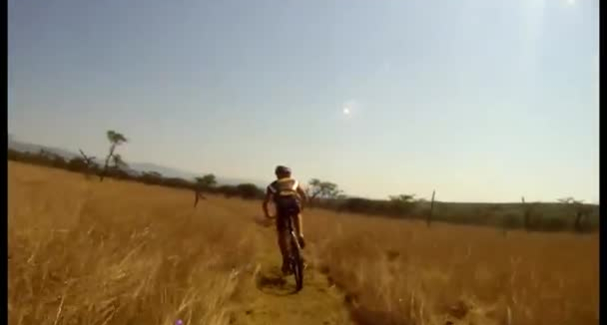 ДТП в Африке: антилопа против велосипеда
