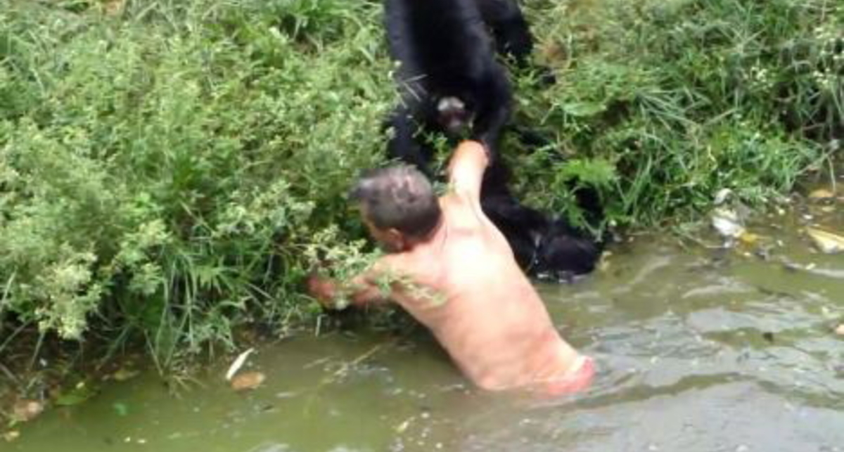 Вендетта обезьян: приматы раскусили алкоголика