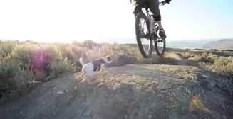 Как удрать от собаки: используй велик!