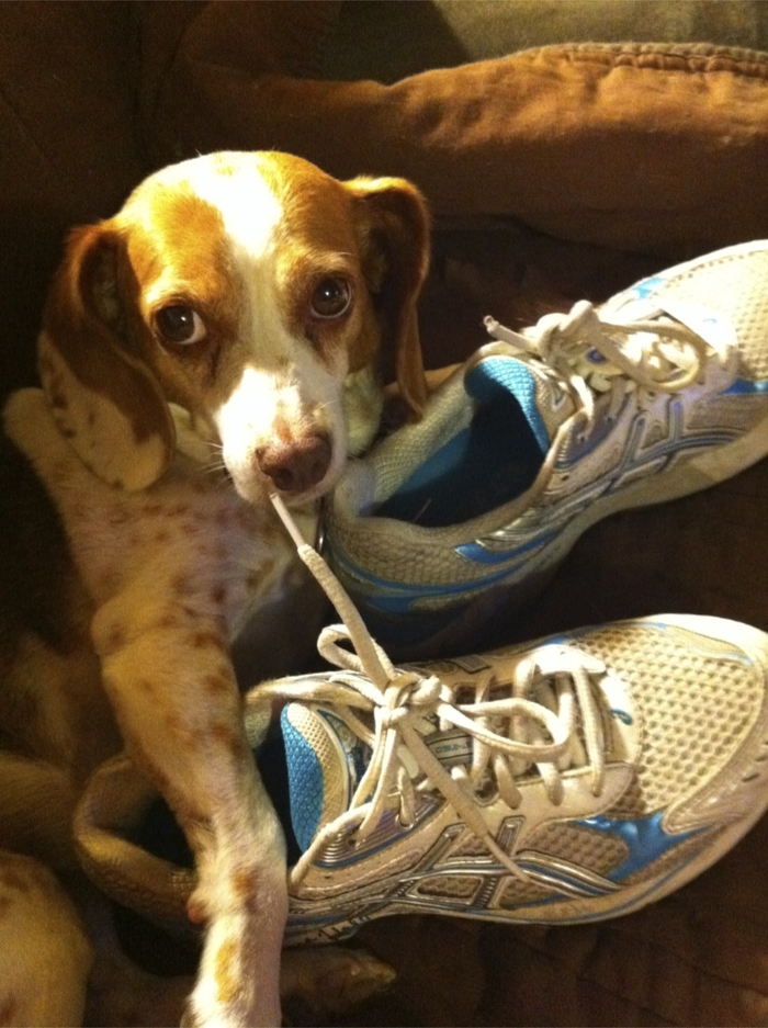 Бег вместе с собакой: полезные советы Бег вместе с собакой: полезные советы