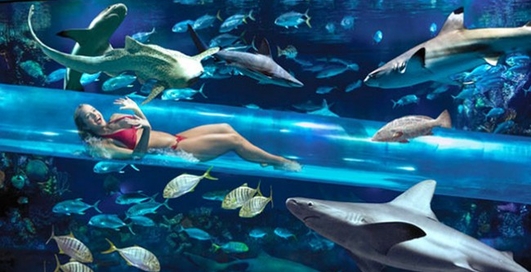 Поплавать с акулами стало возможным
