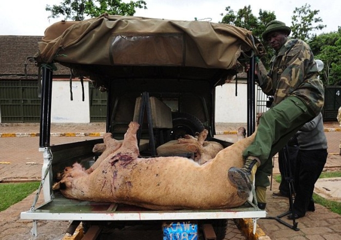 Охота на львов: как убивают хищников в Кении