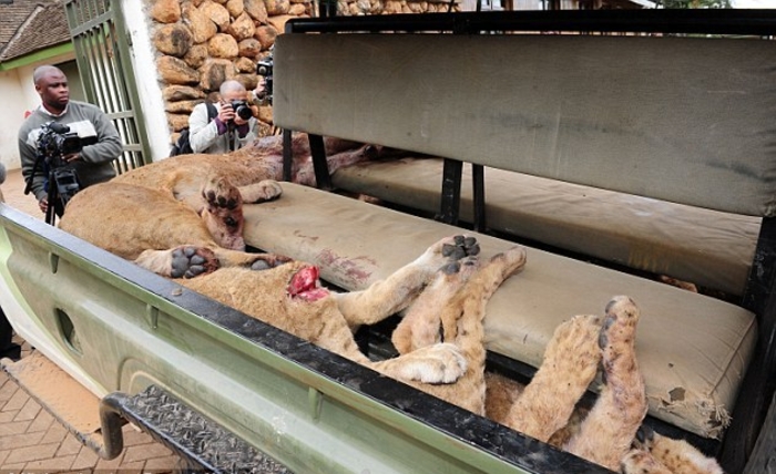 Охота на львов: как убивают хищников в Кении