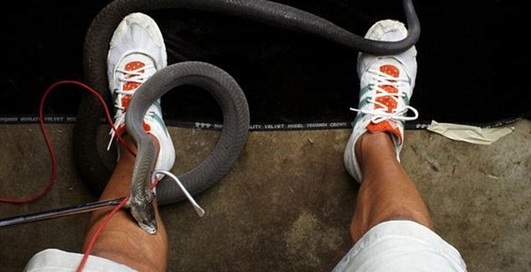 Фотограф выжил от укуса черной мамбы