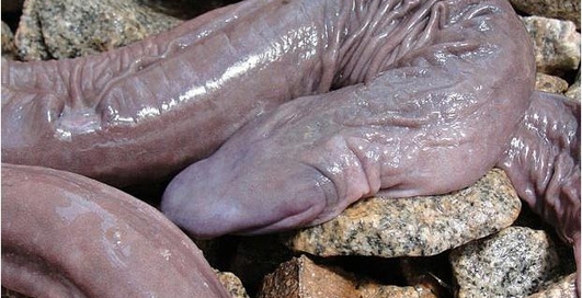 Членоконда: найдена змея в виде пениса