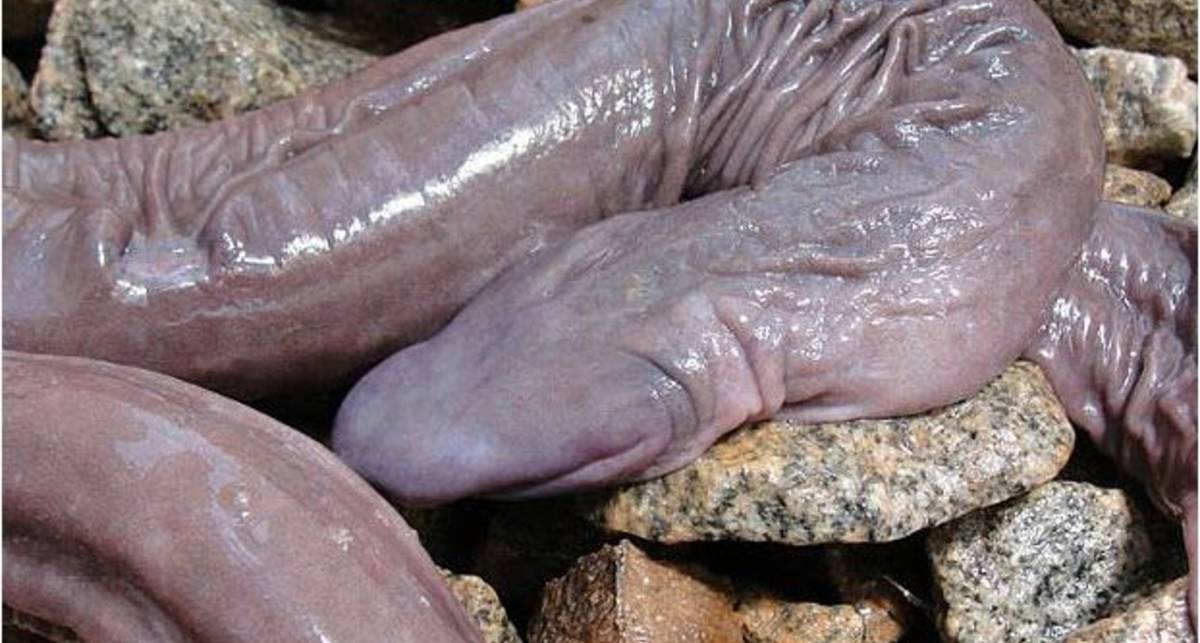 Членоконда: найдена змея в виде пениса