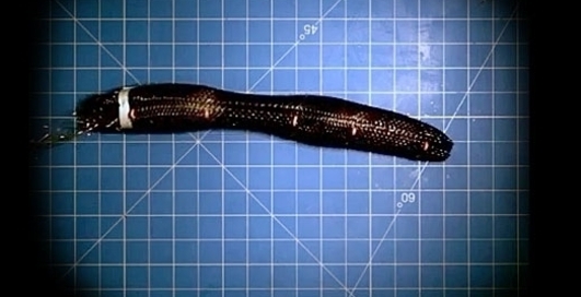 Meshworm: ползучий глаз Пентагона