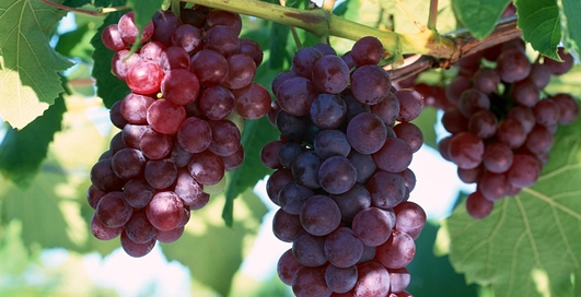 Виноград спасет от пивного живота