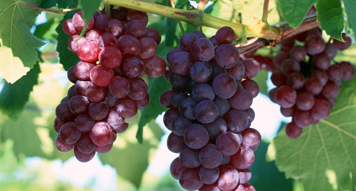 Виноград спасет от пивного живота