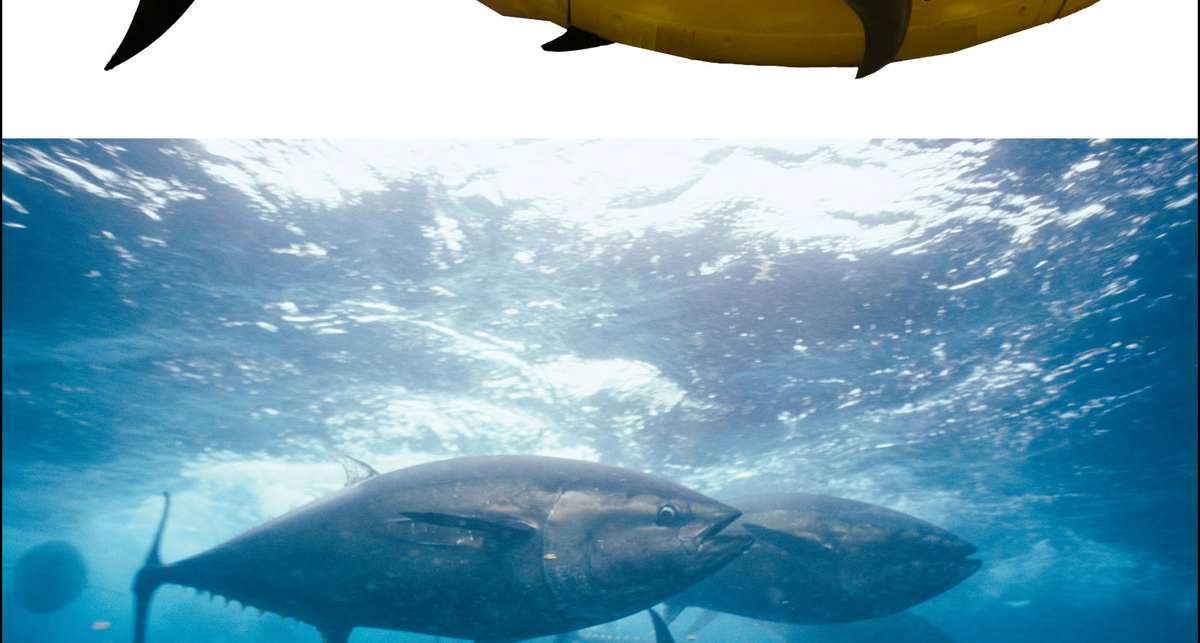Боевой тунец: новый киборг из США