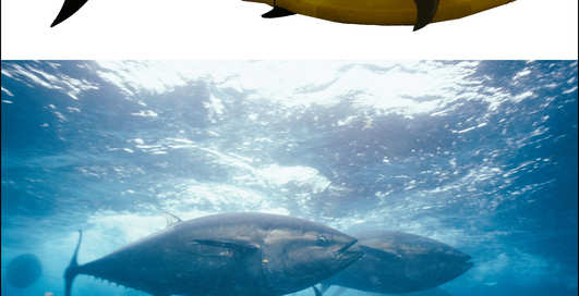 Боевой тунец: новый киборг из США