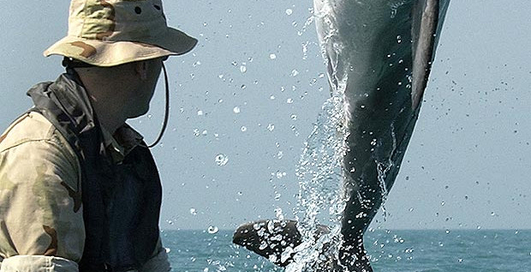 США прощаются с дельфинами-саперами