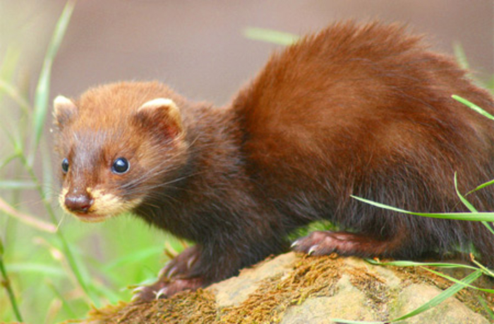 Это залет: как древние предохранялись