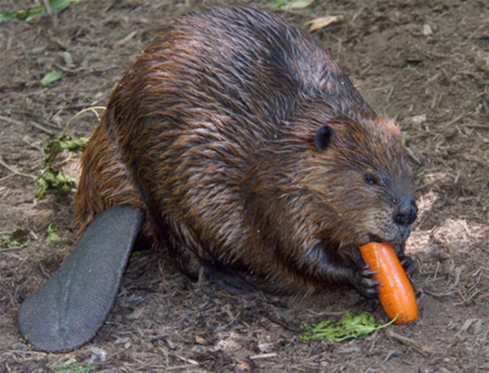 Это залет: как древние предохранялись