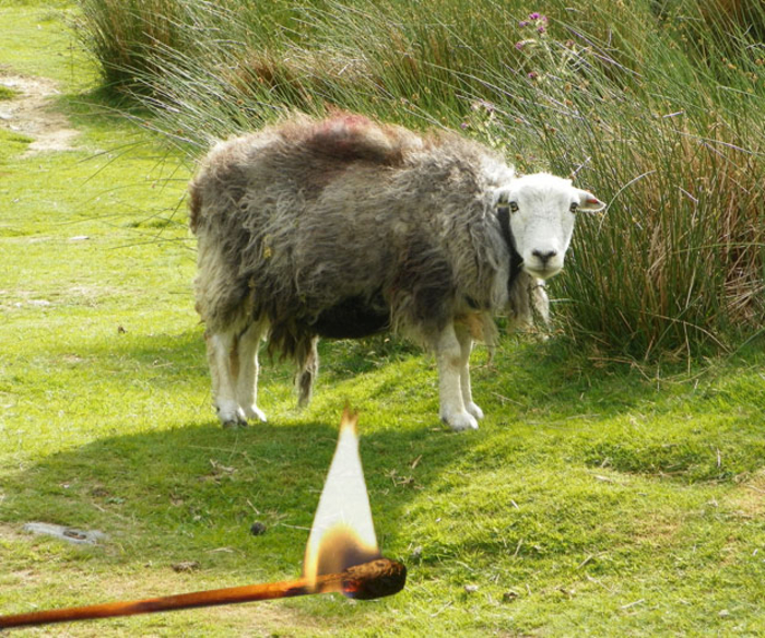 Бунт до крови: ТОП-5 самых жутких протестов Бунт до крови: ТОП-5 самых жутких протестов