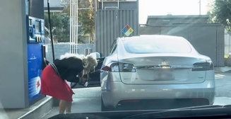 Сеть взорвало видео с блондинкой, которая пытается заправить Tesla Model бензином