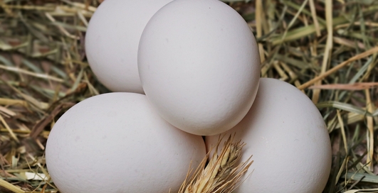 Яйца судьбы: необычный флешмоб в Instagram вывел в топ фото куриного яйца