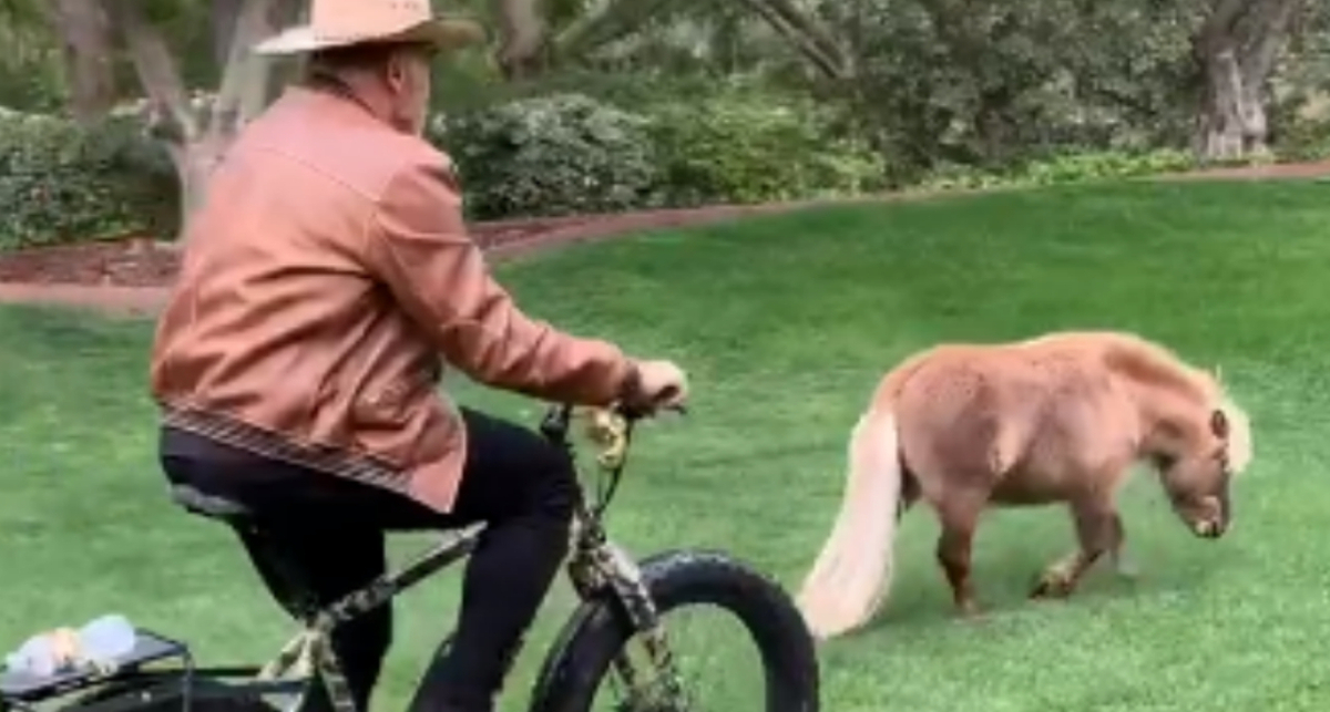 Ничего необычного, просто Арнольд Шварценеггер гонится на велосипеде за пони