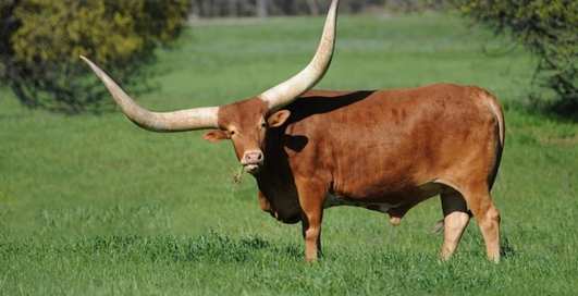 Главное - на поводке: в Техасе мужчина привел быка в магазин, не нарушив ни одного правила