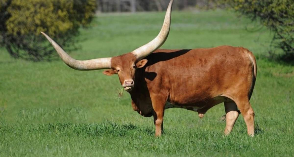 Главное - на поводке: в Техасе мужчина привел быка в магазин, не нарушив ни одного правила