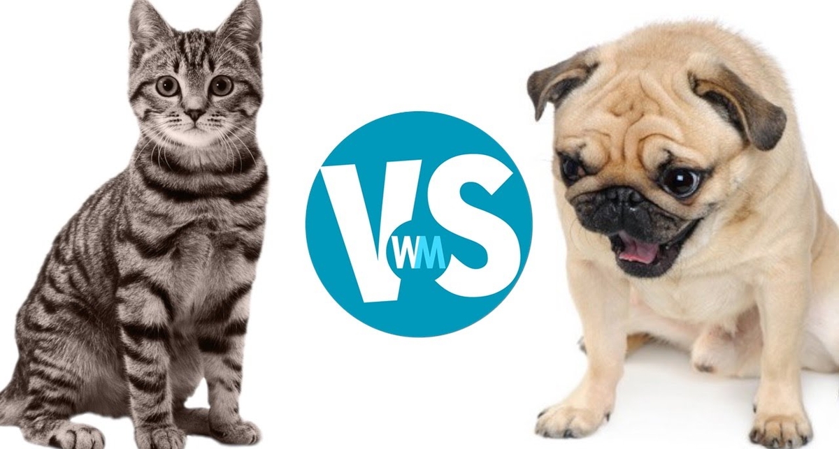Хто щасливіший – власники кішок чи господарі собак?