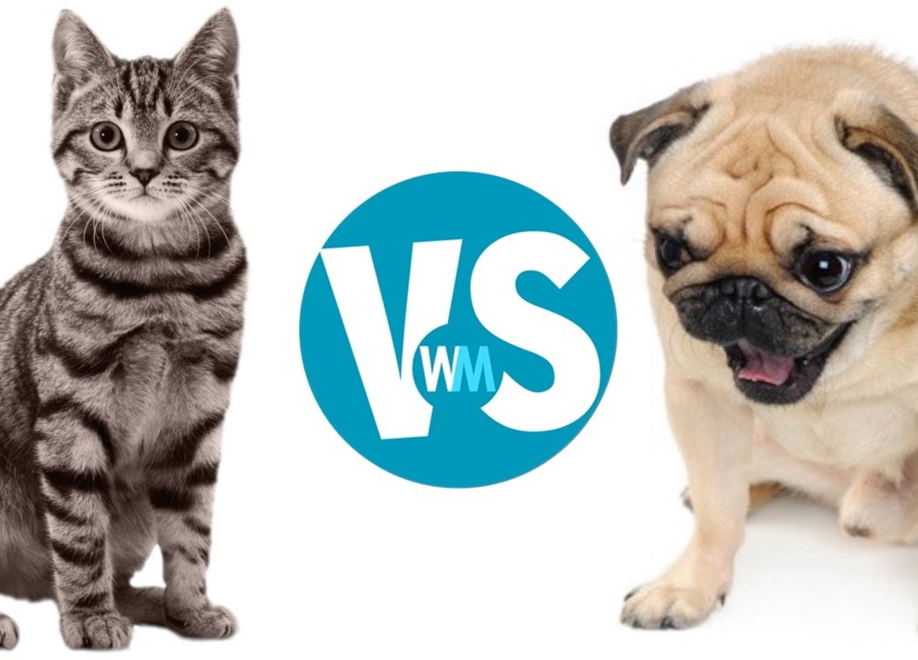 Хто щасливіший – власники кішок чи господарі собак?