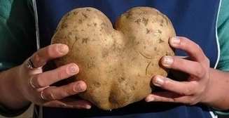Ода картофелю: топ-5 полезных свойств корнеплода