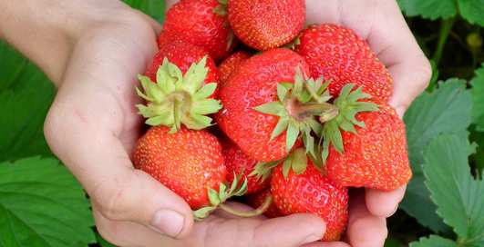 Побаловаться клубничкой: ТОП свойств первой летней ягоды